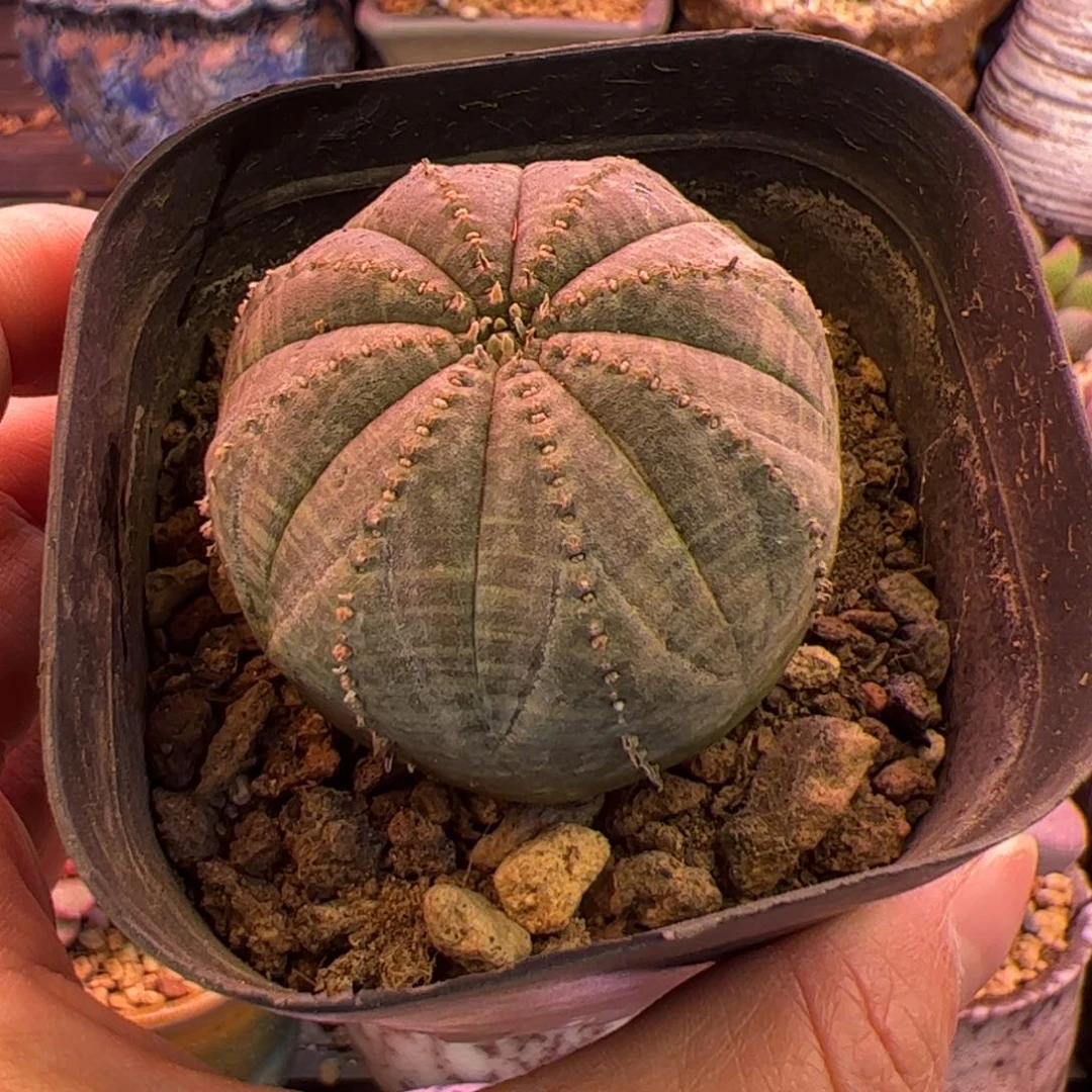 鸿***雁一物一拍。