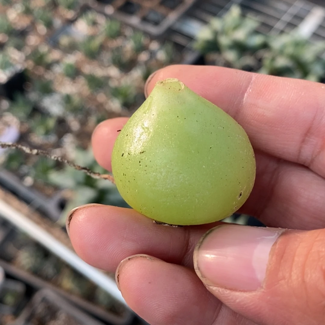 3006 一颗苍角殿 超级福利