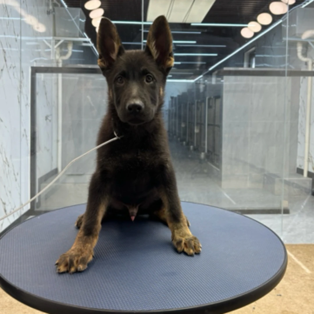 【戴斯名犬】东德牧羊犬 活体 狗狗