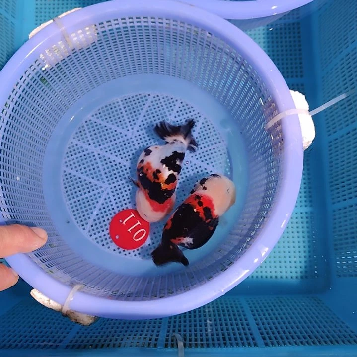 金鱼011兰寿两条飞机尾缺陷特价顺丰包邮