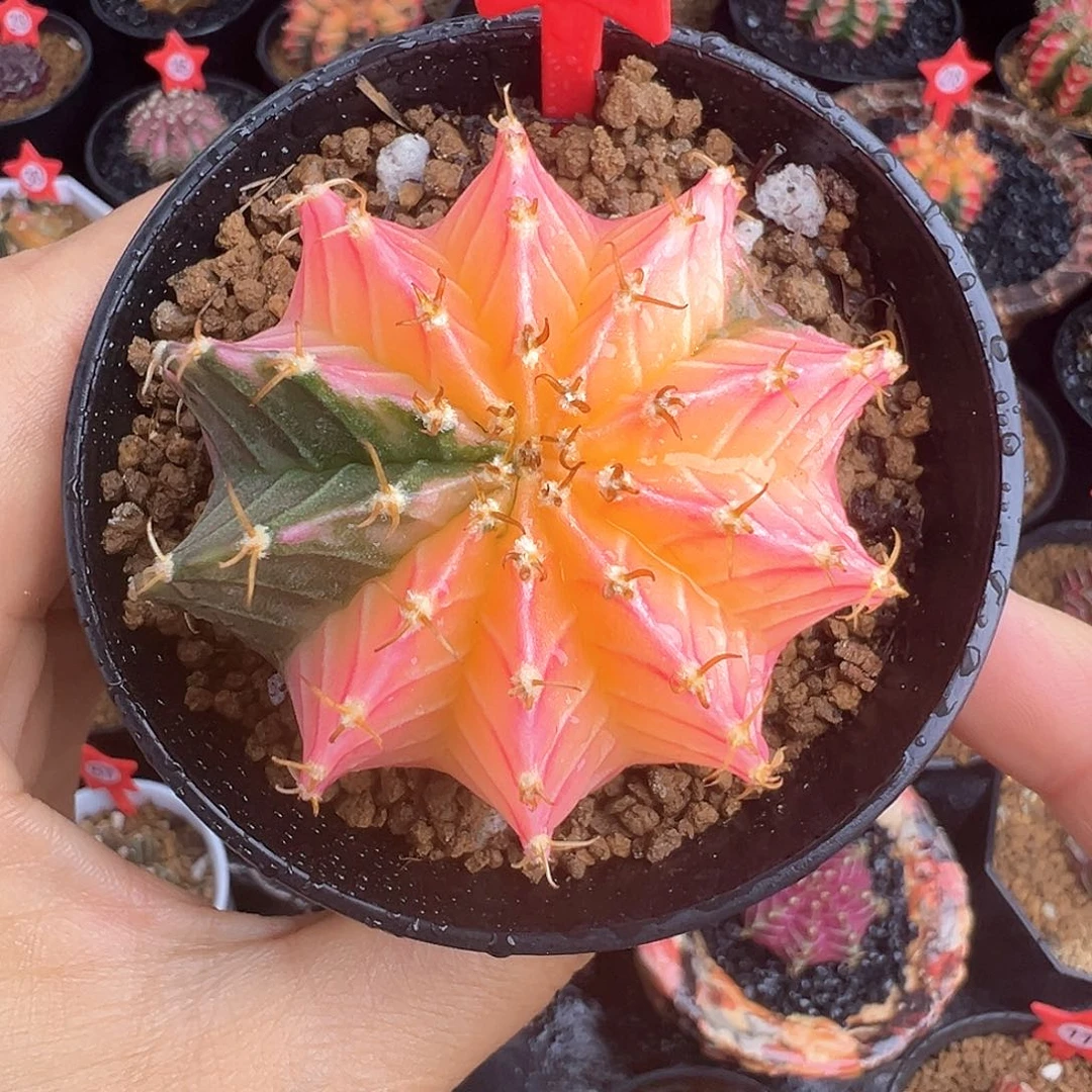 154-肋骨锦带盆土发货5.3厘米