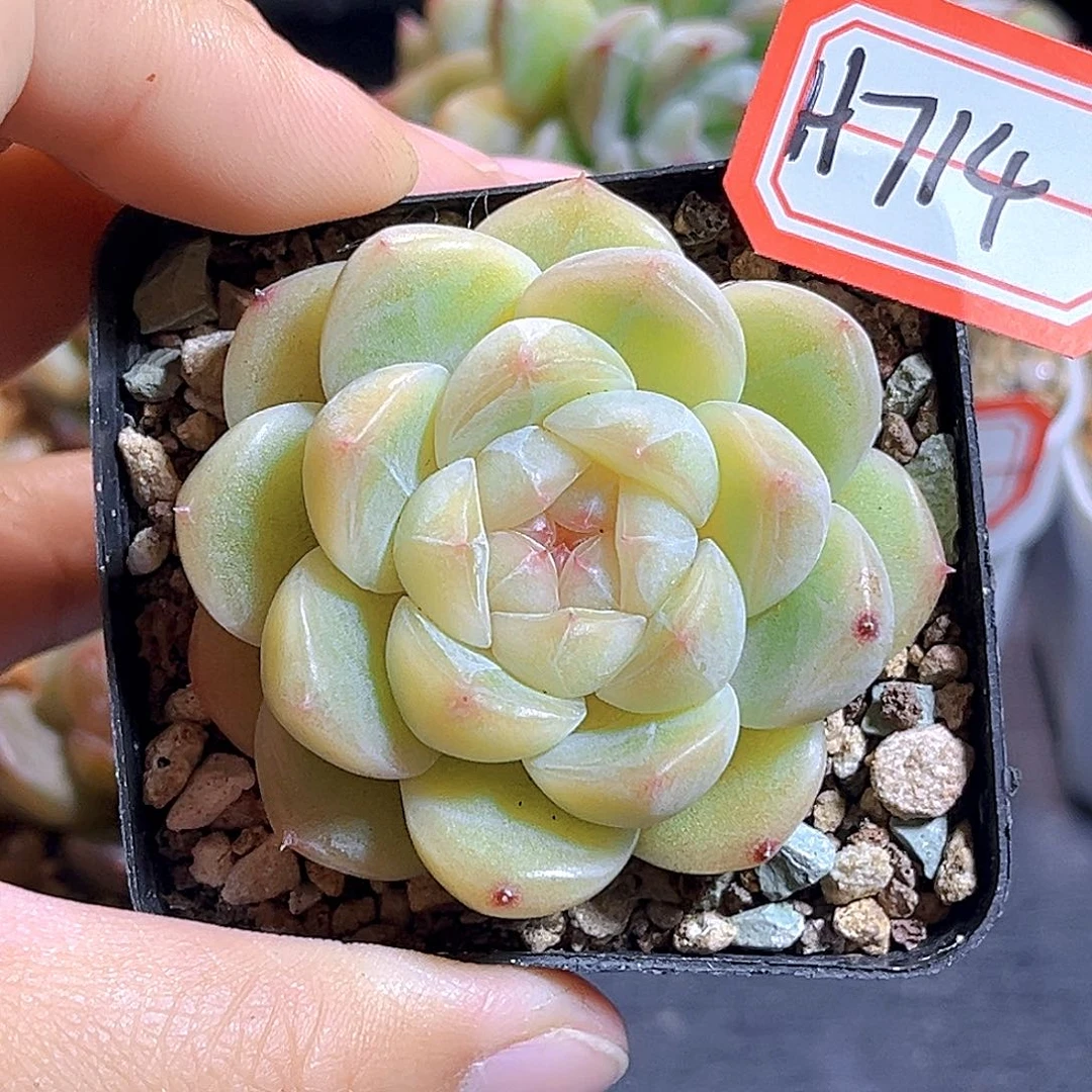 H714  黄财 满18包邮