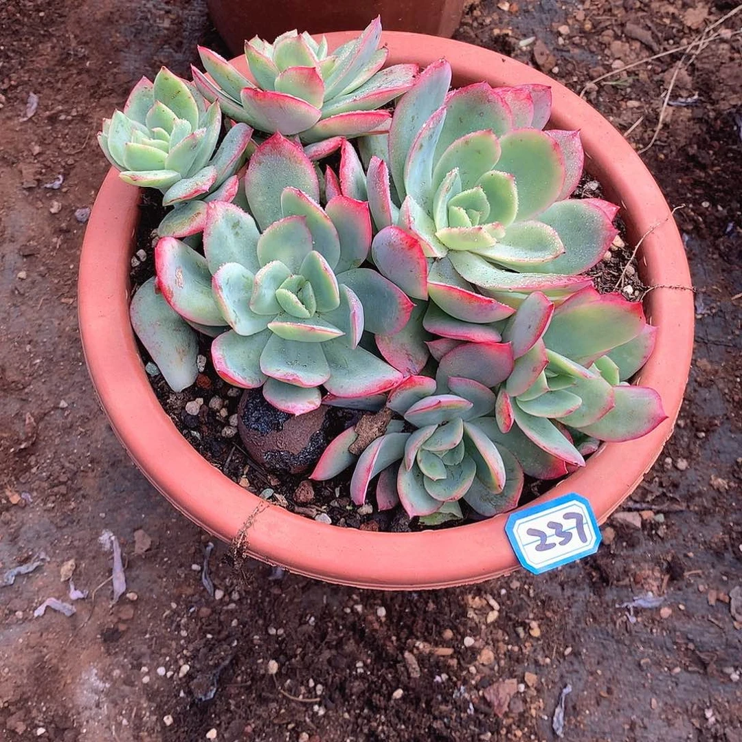 237绮罗 一物一拍