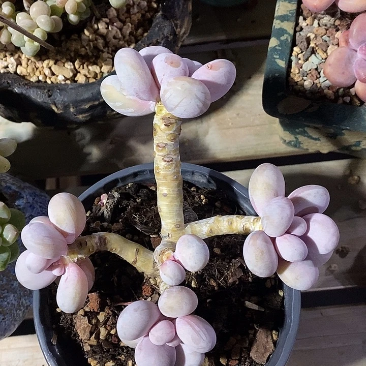 胭脂精品多肉原始奶037