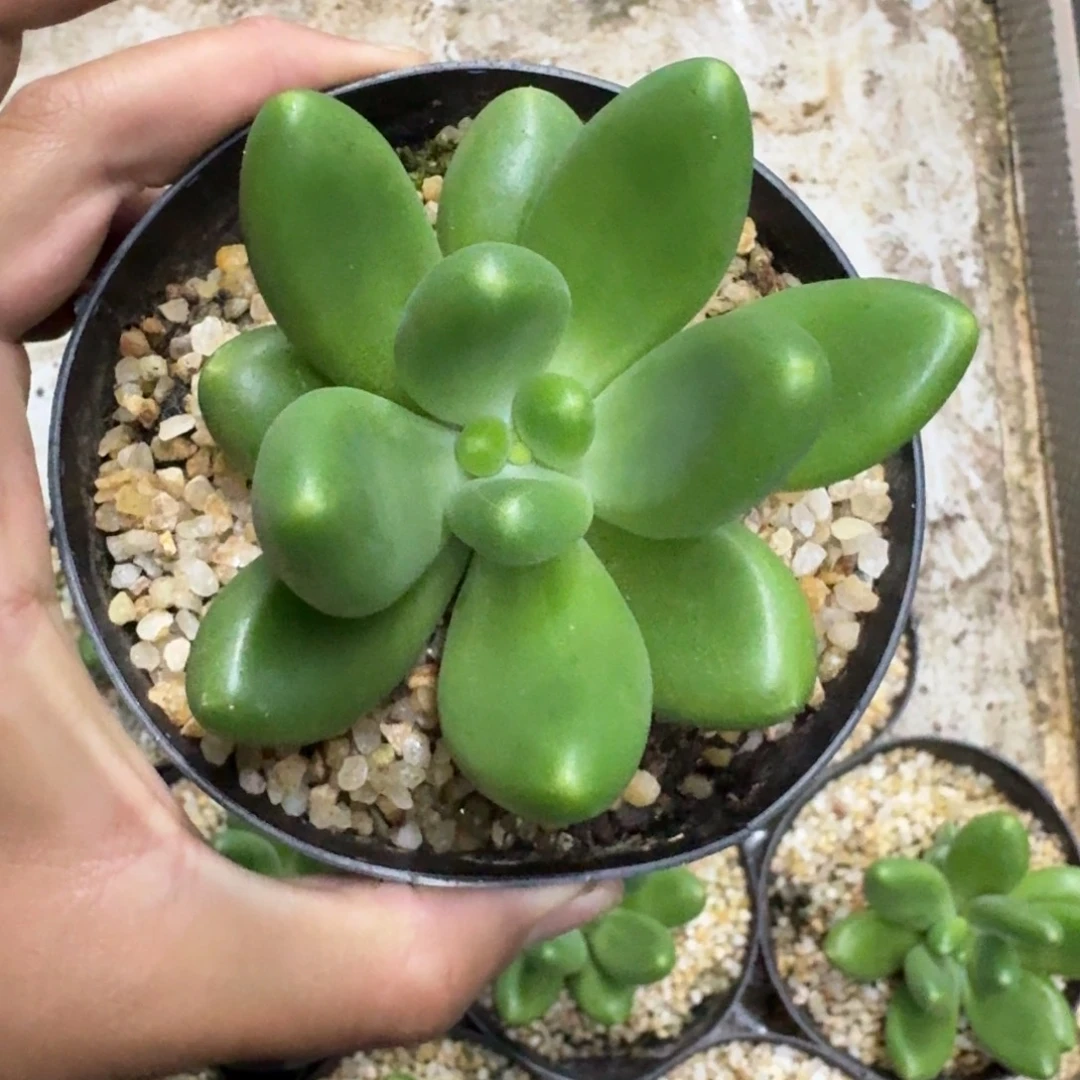 摩尔根 单头 一物一拍