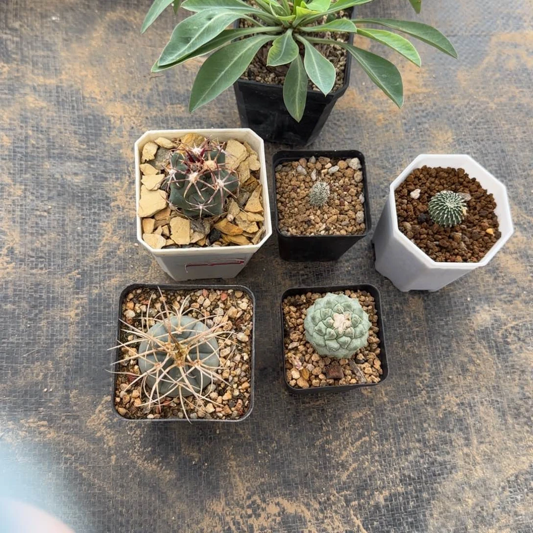 许***音实生多肉6颗000000