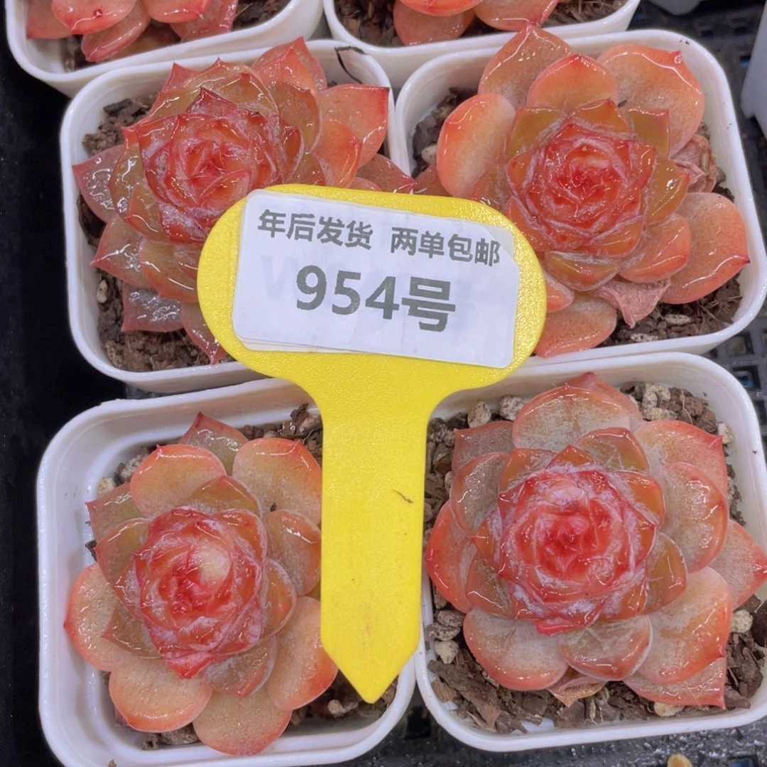 954号糖心涟漪单头两个