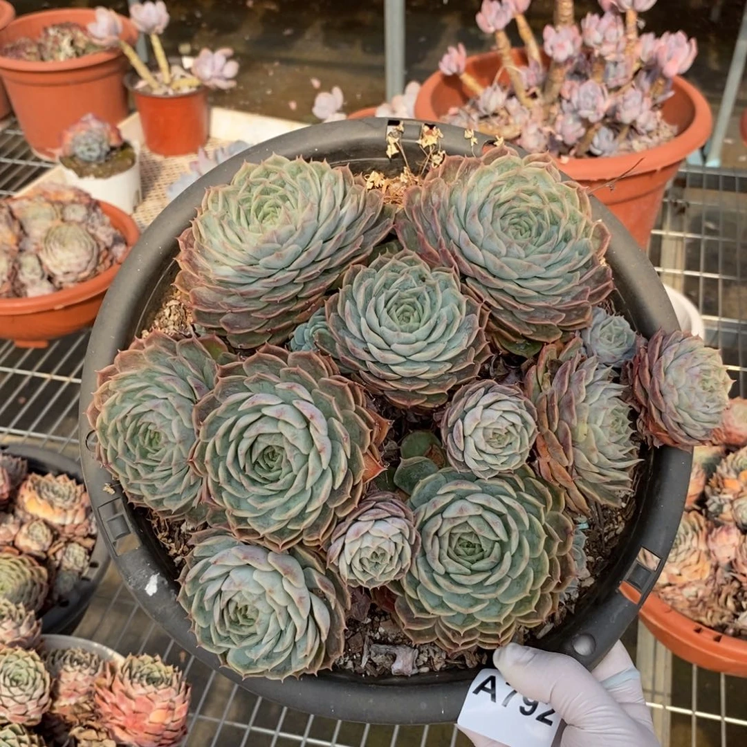 792昂斯诺一物一拍