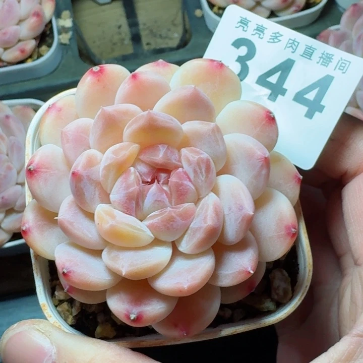 彩虹冰魄         精控精养多肉植物