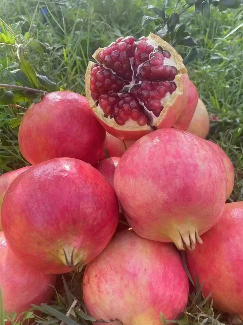 云南会泽突尼斯软籽盐水石榴