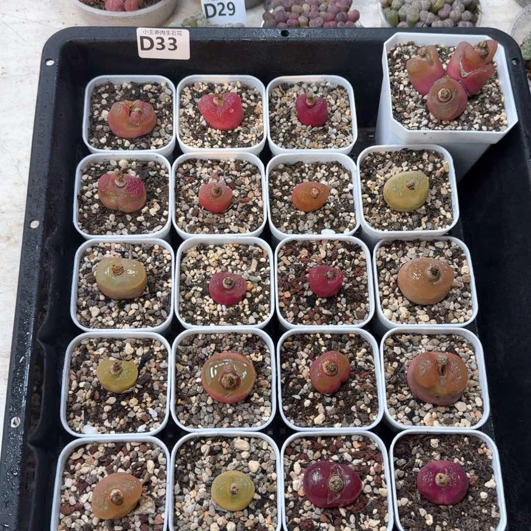 爱****)D33 毛毛一框脱土