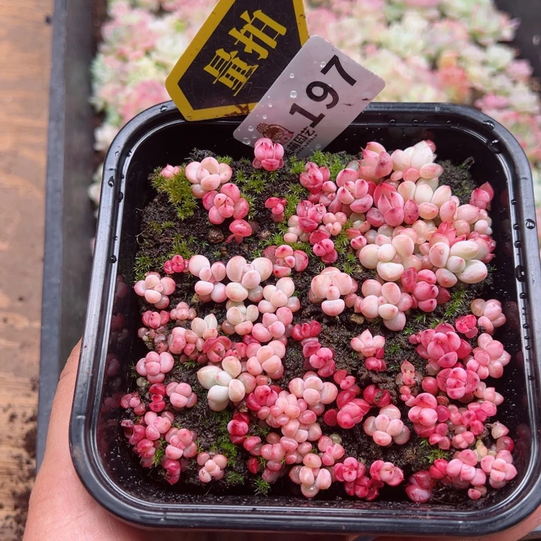 多肉植物多肉植物
