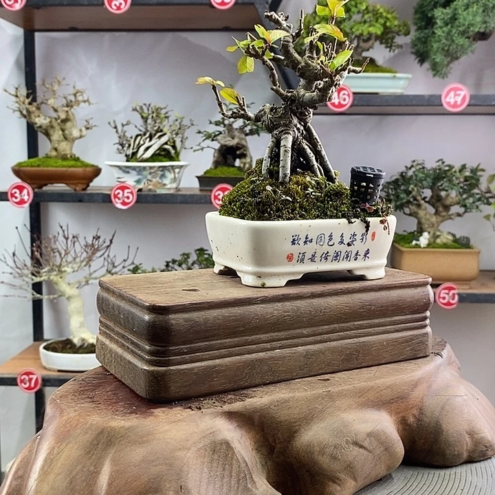 美***强无花朵22332221222