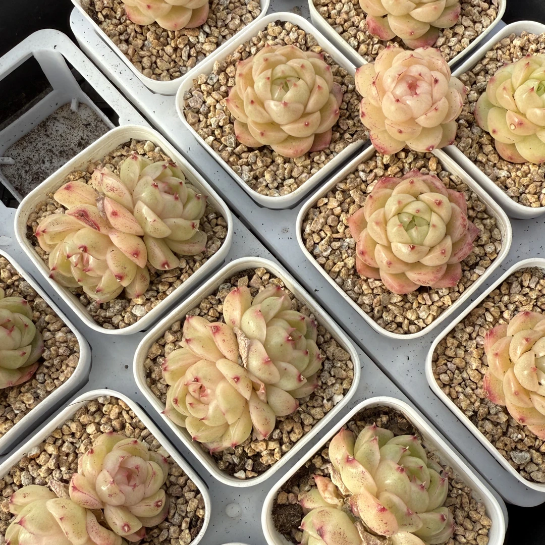 油秃子麦秆 盆口5.3厘米