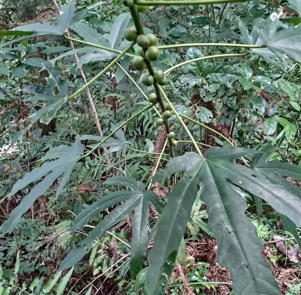 野生新鲜五指毛桃