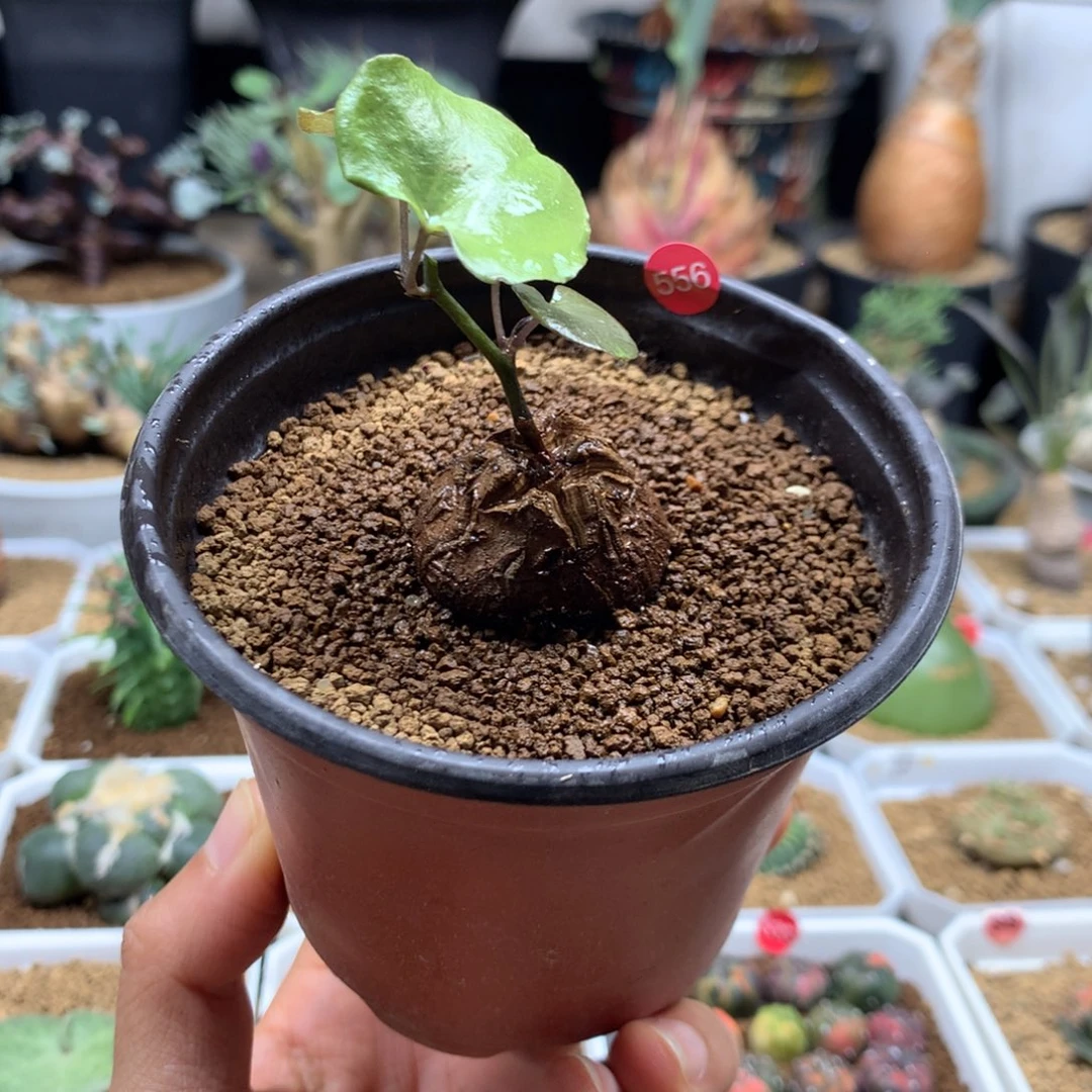 南非龟甲龙带盆556