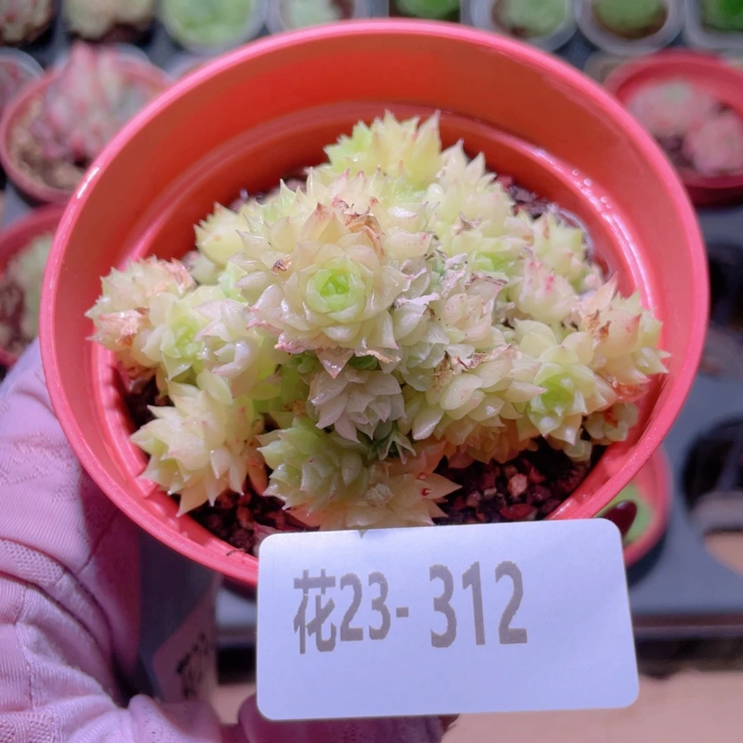 花利美23-312麦秆