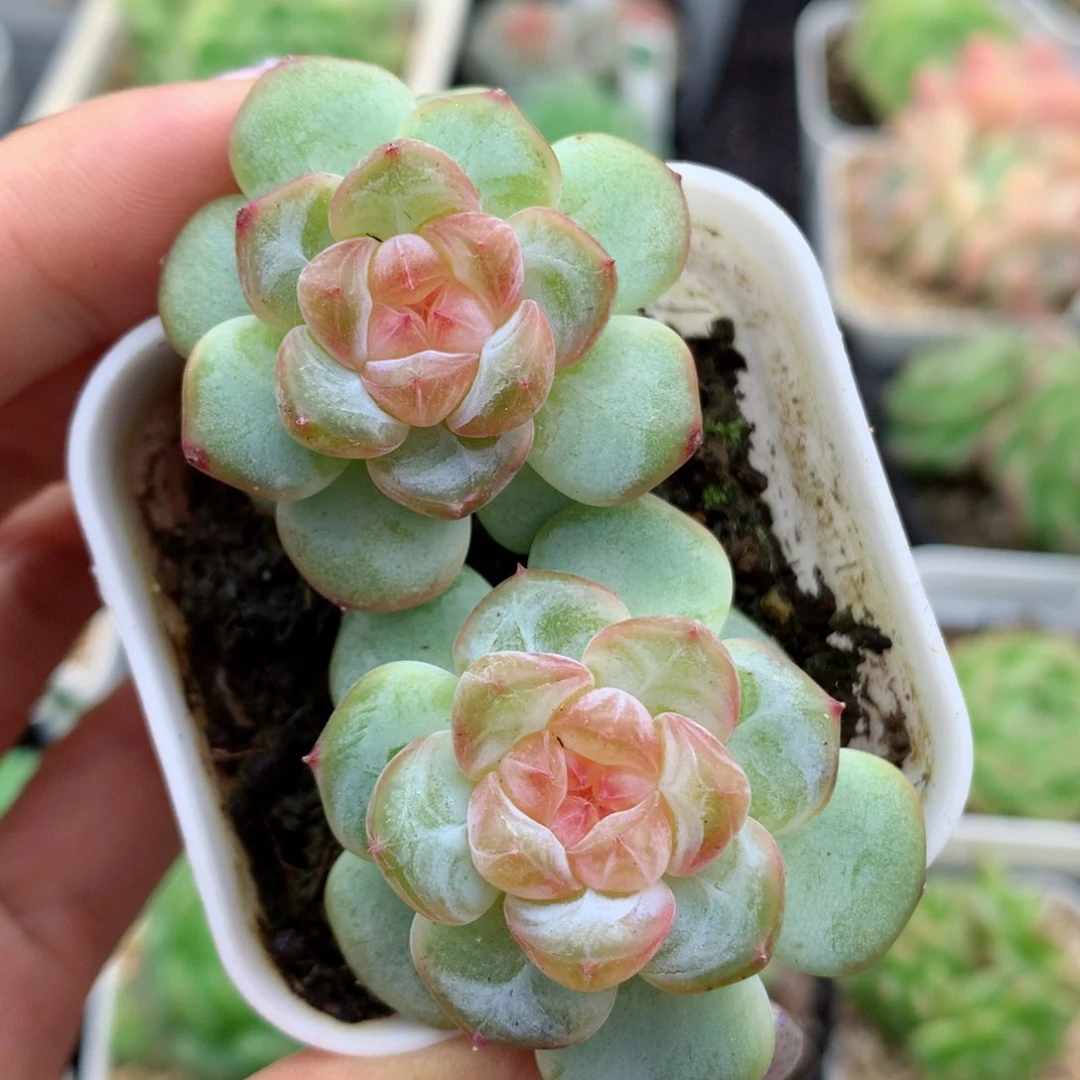58包邮  群生不包整甜心20