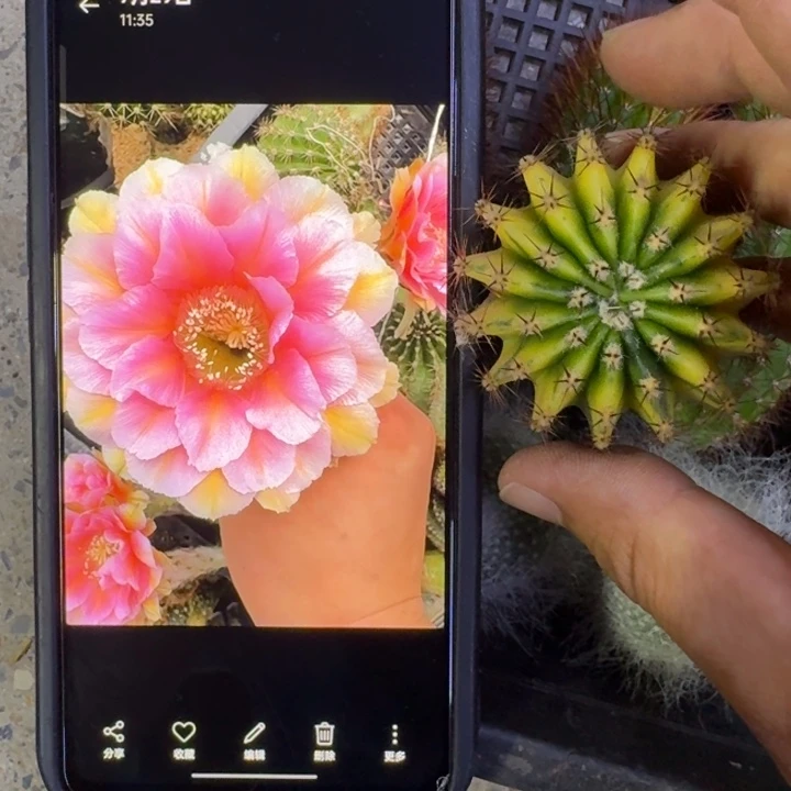 5彩草淑妃锦歪4公分左右无根侧牙,20包邮