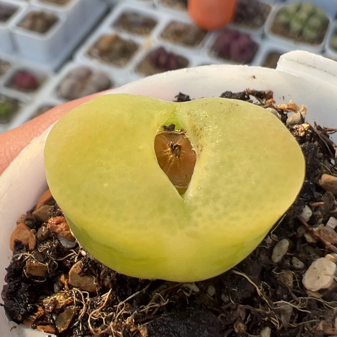 852多肉植物种类