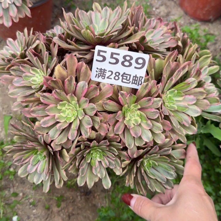 5589二号棚粉黛丛林B