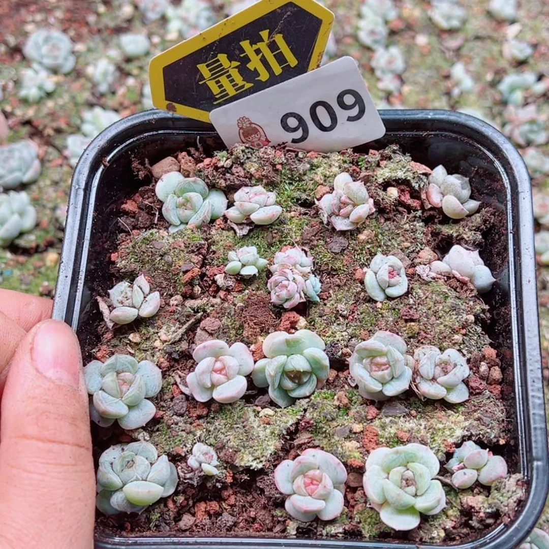 多肉植物多肉植物