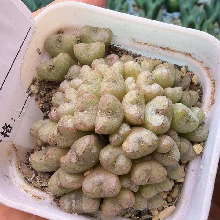 085。满38包邮肉锥