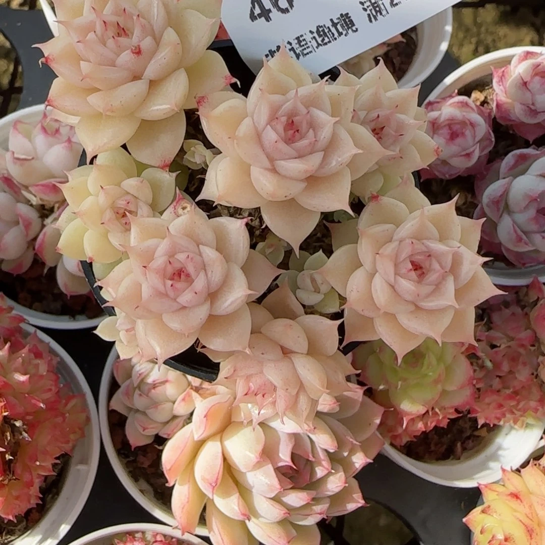 焦**铁花语逸镜0118-46