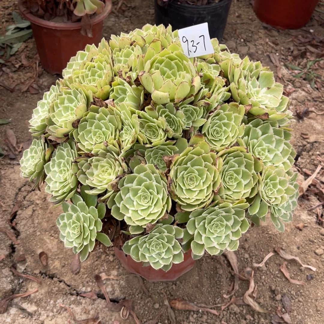 9-3-7水蜜桃法师锦多肉