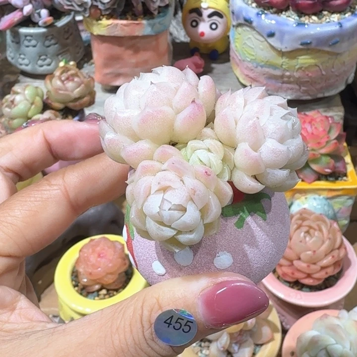 455 多肉含盆土 30元包邮 除偏远地区