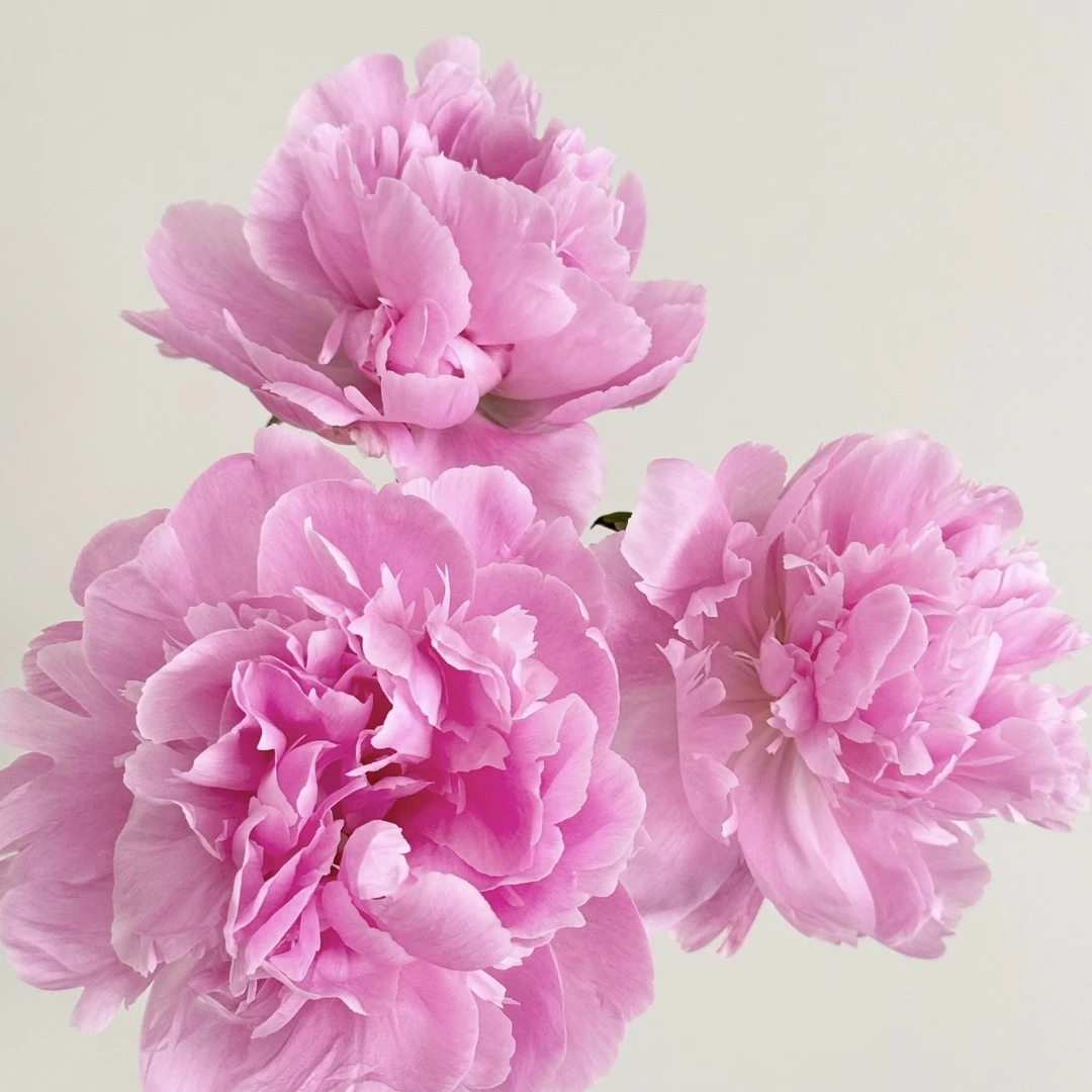 【邮政助农精选】黛西小姐头茬对货对版山东芍药鲜切花桃花飞雪G