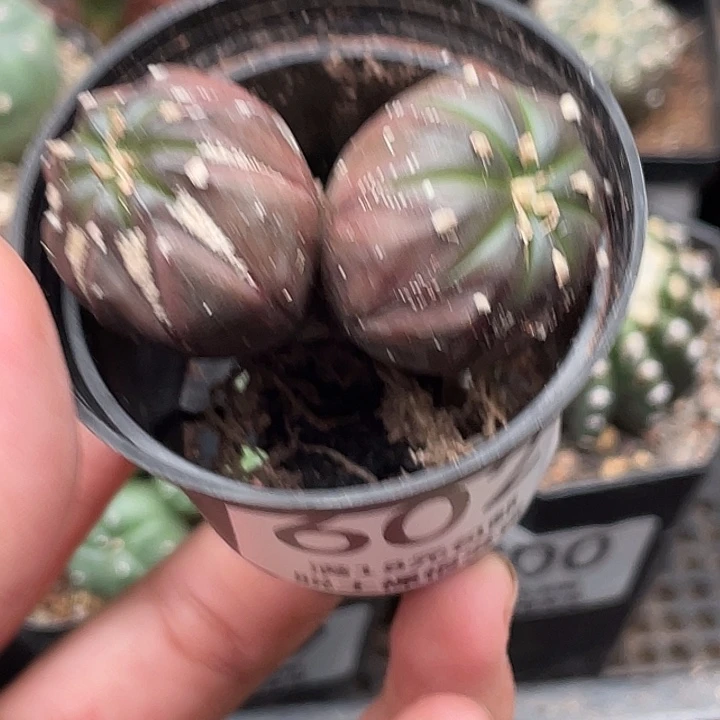 602双头紫皮仙人球植物
