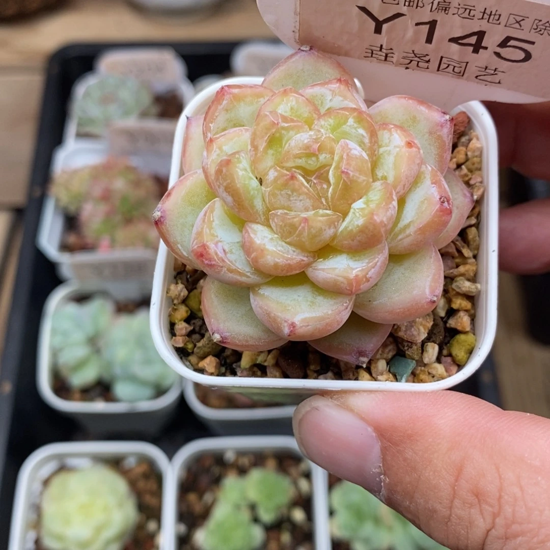 0145 钻石珍妮 4.5cm