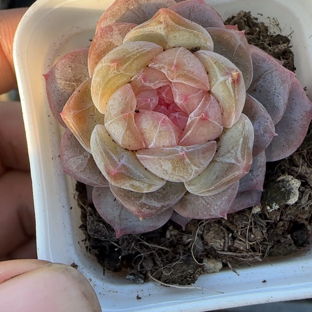 多肉小卡拉米糖心一物一拍