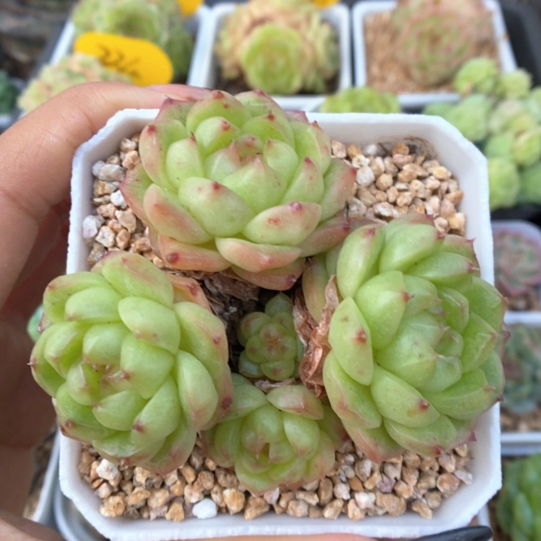 灯泡珍妮群生729号