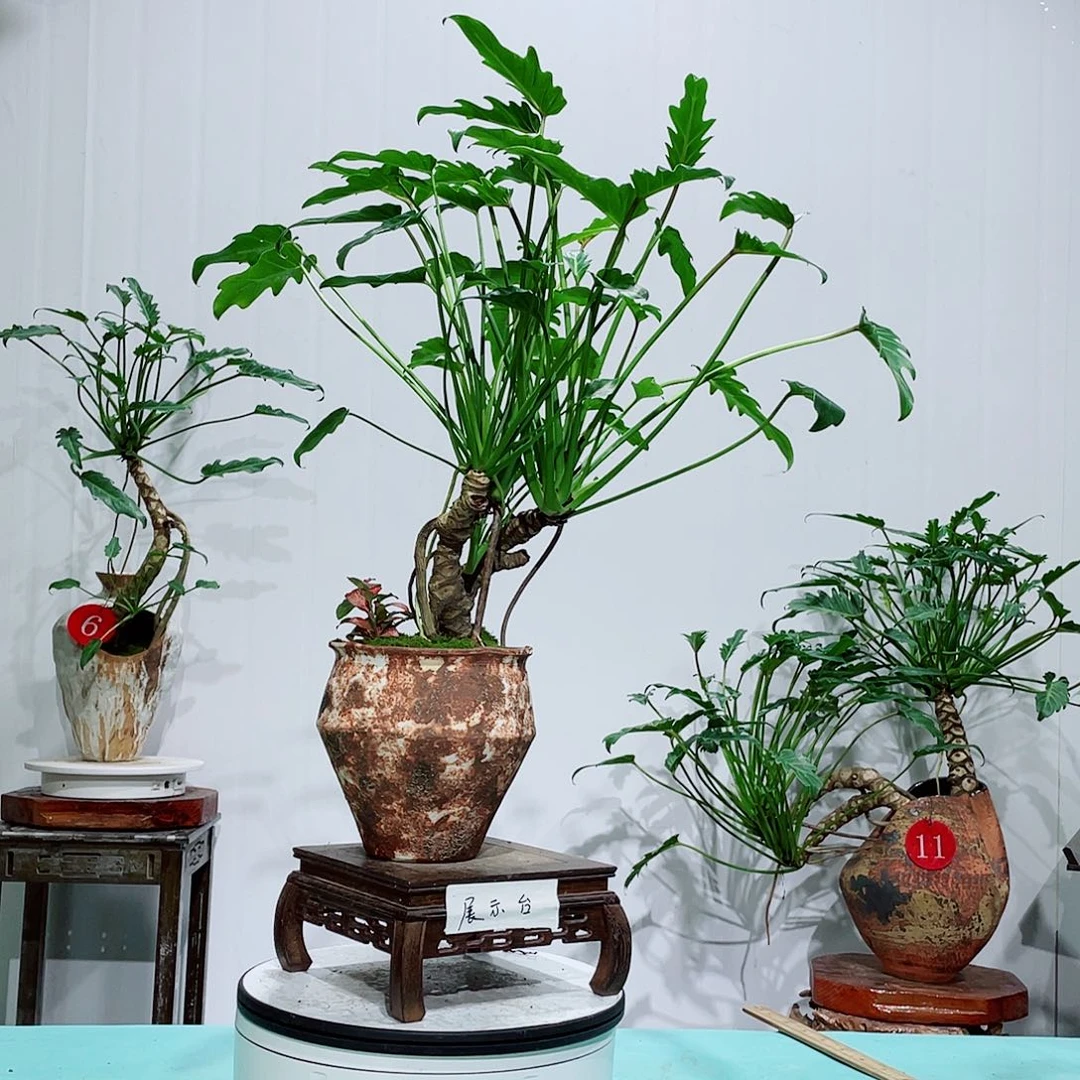 完全开放龙鳞小天使南北方好养