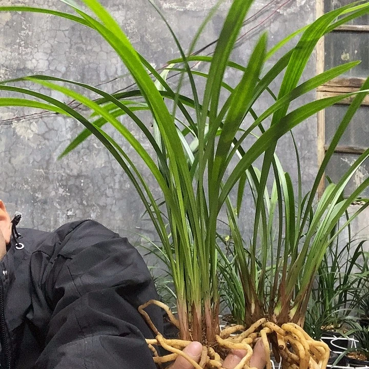 快***海完全开放生态建兰