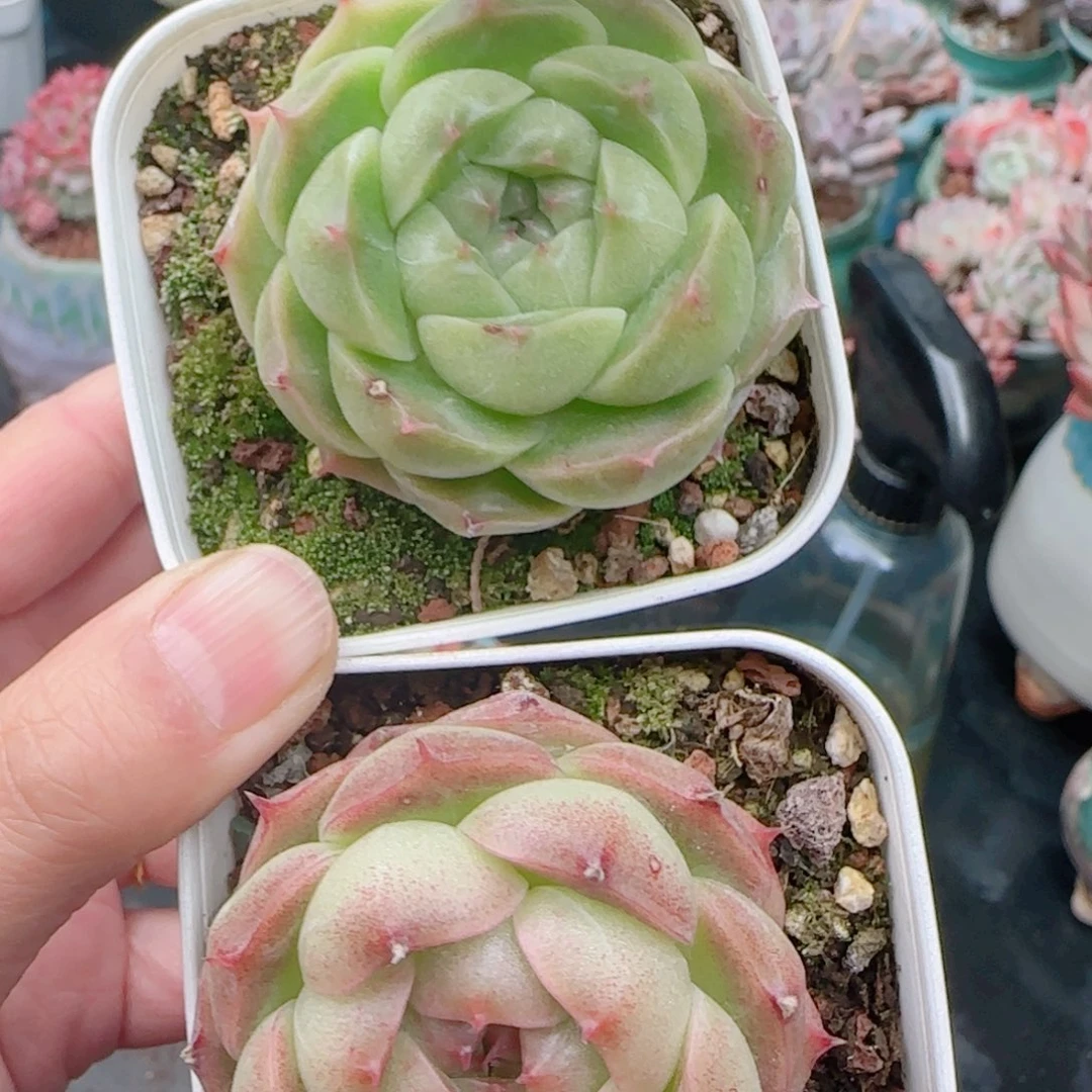 所****?多肉植物9351两颗