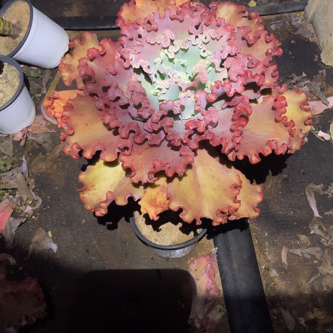 女王老桩大粗腿专拍1棵