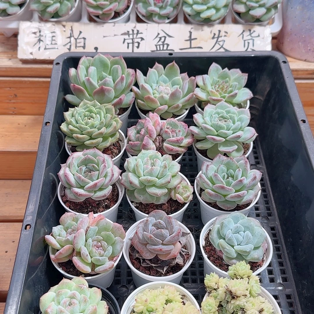 框拍多肉1004--38