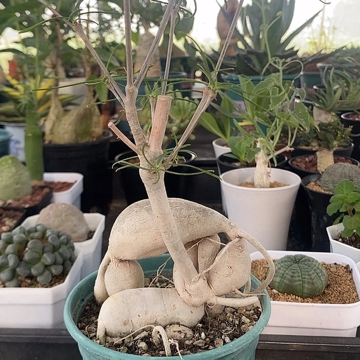 柳叶麒麟母本球，一物一拍