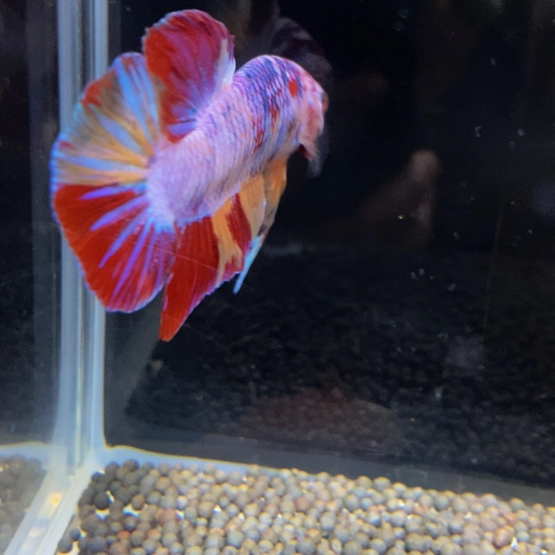 热带鱼公499巨斗