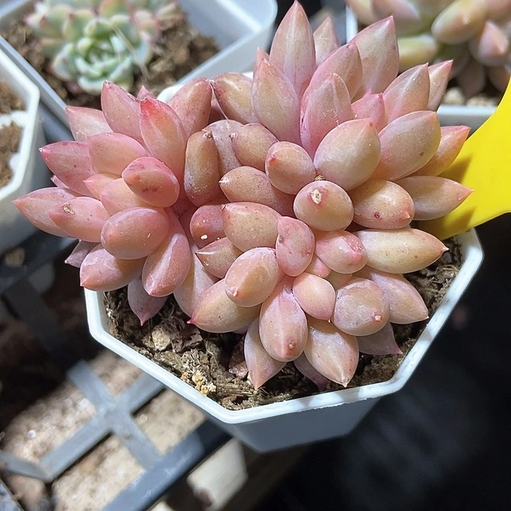 多肉植物红蜻蜓710