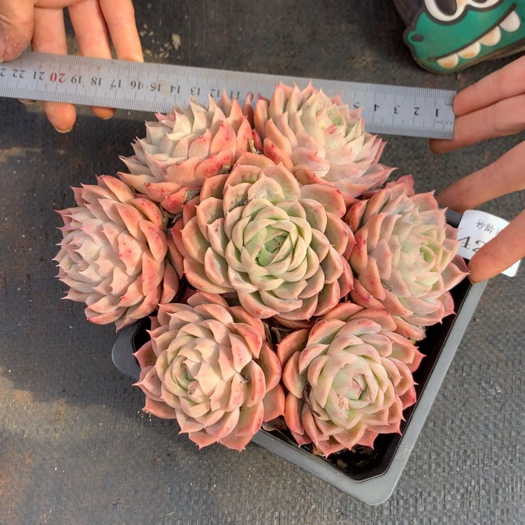 4261杂交精品基地17厘米