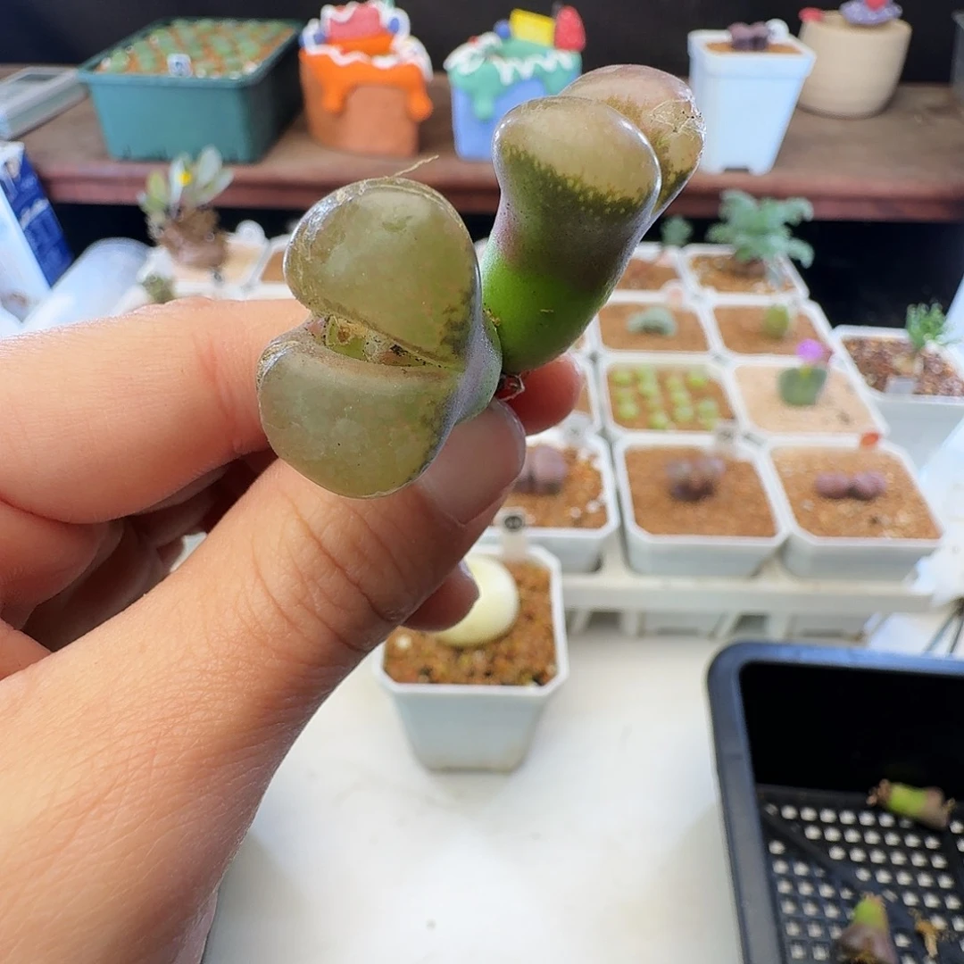 多肉植物福利风铃343