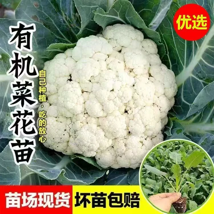 有机花菜秧苗青梗散花耐热耐寒适合秋冬阳台庭院种植蔬菜苗