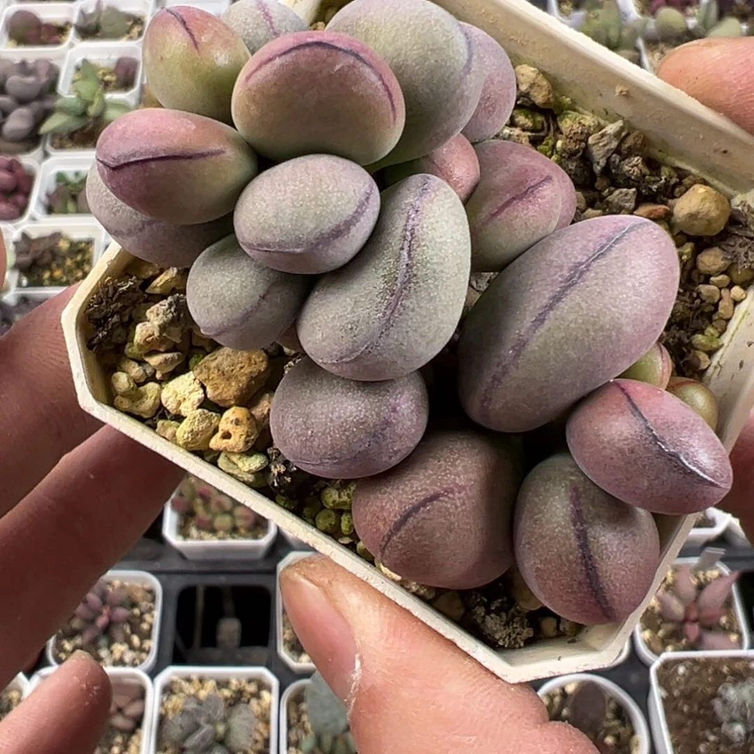 球球紫蛋老桩爆盆多肉