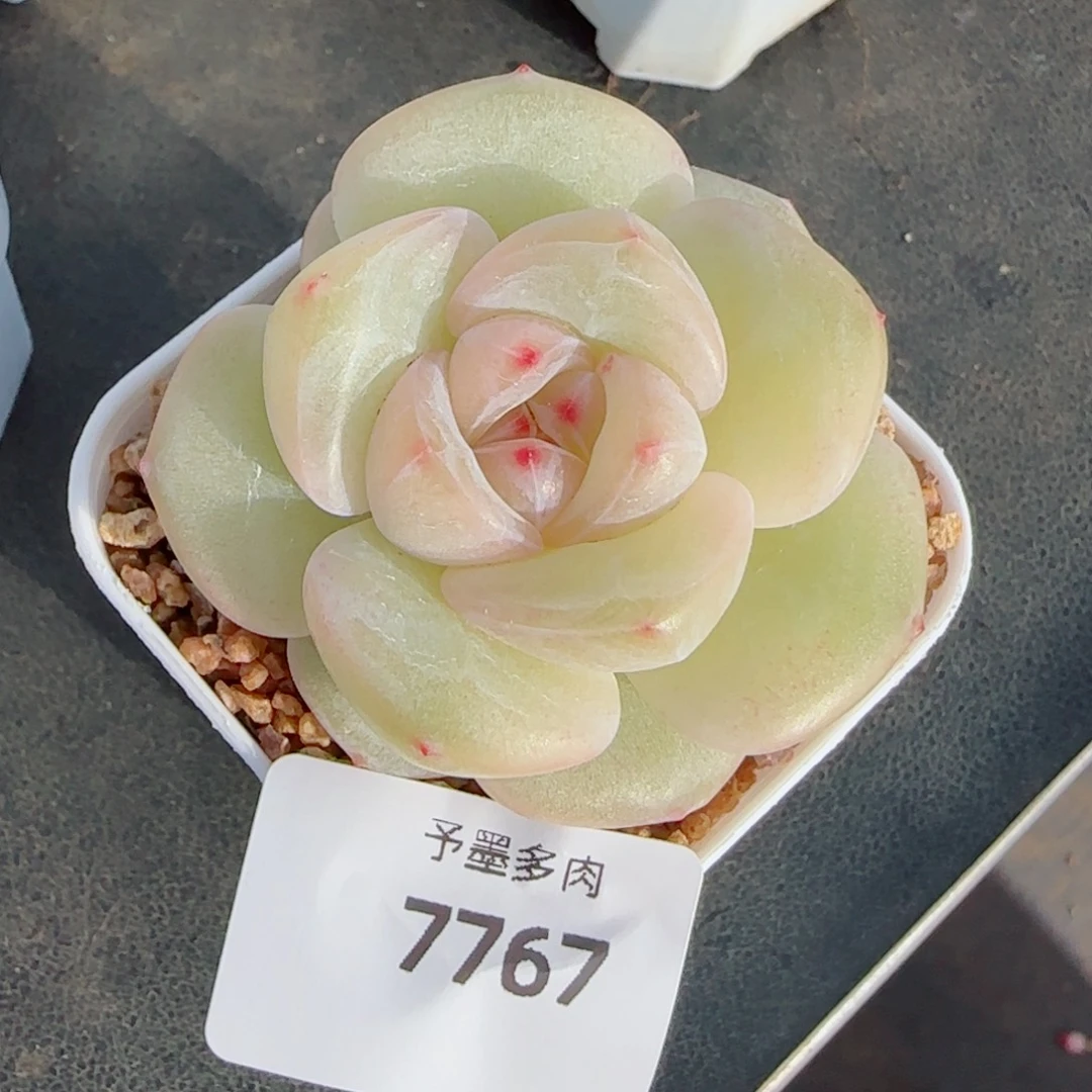 麻薯优选，7767多肉植物