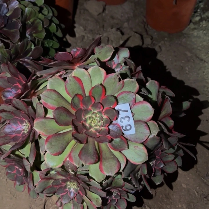 637粉花妖多肉植物不售后