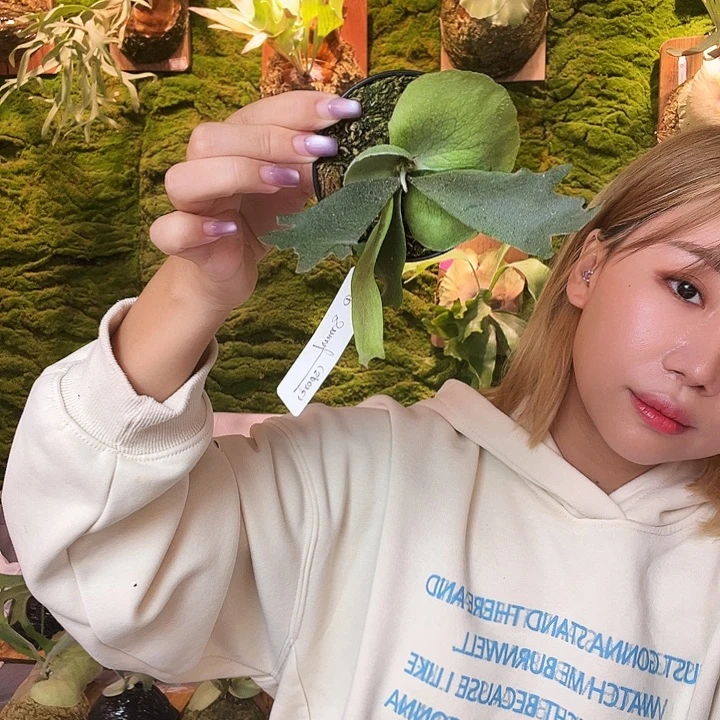 不开花植物pn 蓝色小精灵